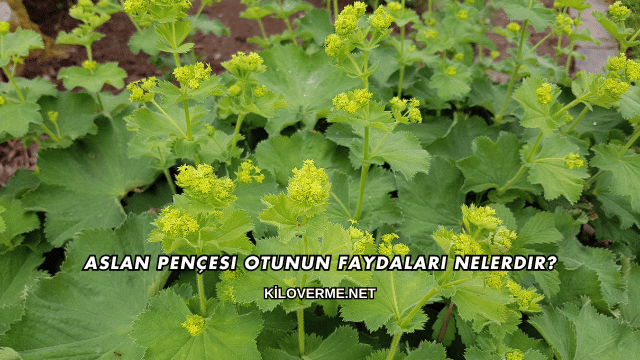 Aslan Pençesi Otunun Faydaları Nelerdir?