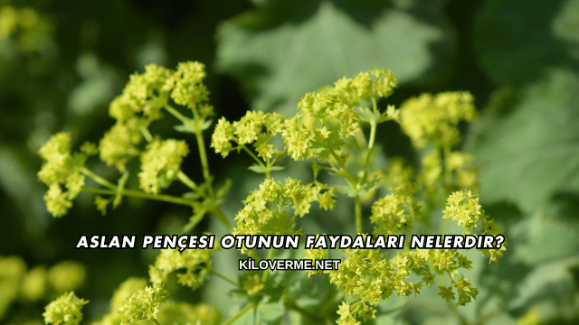 Aslan Pençesi Otunun Faydaları Nelerdir?