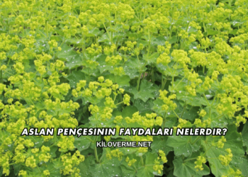 Aslan Pençesinin Faydaları Nelerdir?