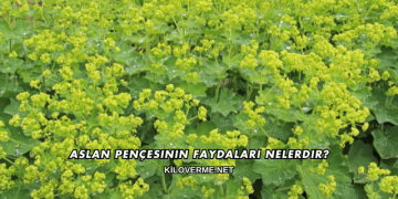 Aslan Pençesinin Faydaları Nelerdir?