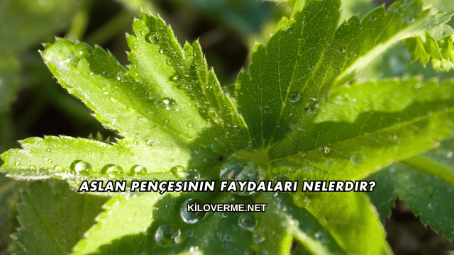 Aslan Pençesinin Faydaları Nelerdir?