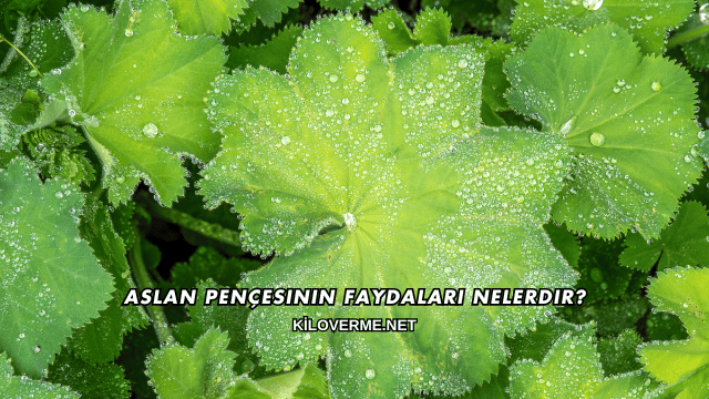 Aslan Pençesinin Faydaları Nelerdir?