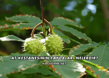 At Kestanesinin Faydaları Nelerdir?