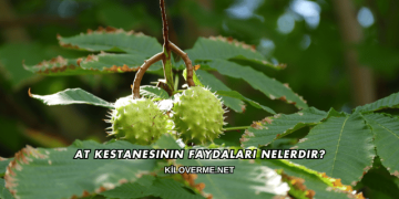 At Kestanesinin Faydaları Nelerdir?