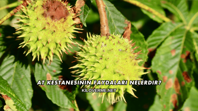 At Kestanesinin Faydaları Nelerdir?