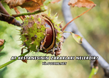 At Kestanesinin Zararları Nelerdir?