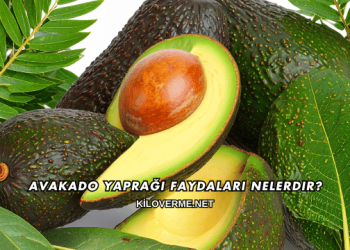 Avakado Yaprağı Faydaları Nelerdir?
