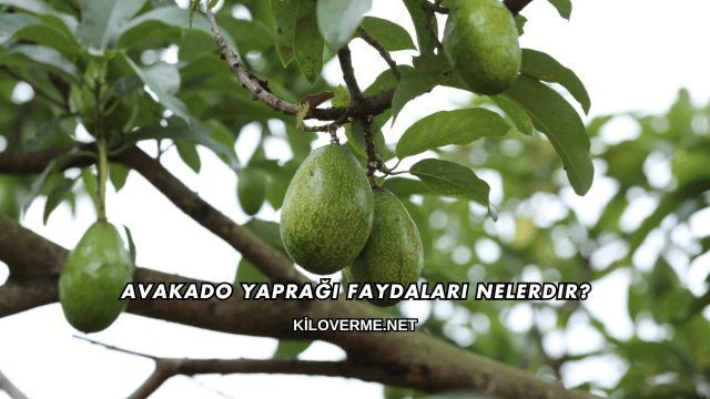 Avakado Yaprağı Faydaları Nelerdir?