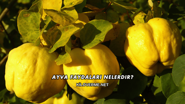 Ayva Faydaları Nelerdir?