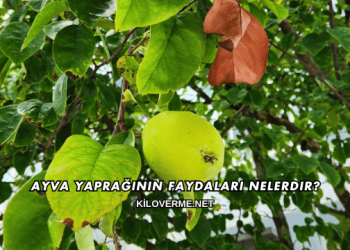 Ayva Yaprağının Faydaları Nelerdir?