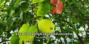 Ayva Yaprağının Faydaları Nelerdir?