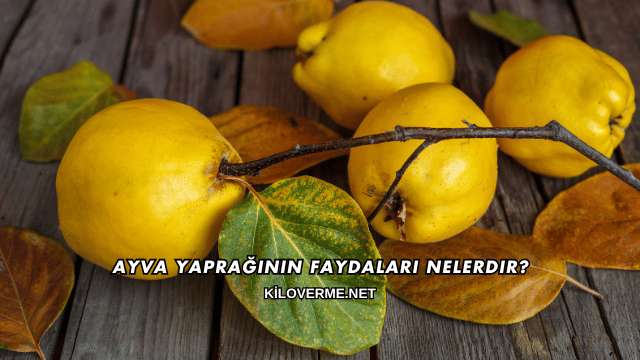 Ayva Yaprağının Faydaları Nelerdir?
