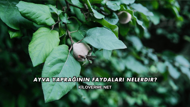 Ayva Yaprağının Faydaları Nelerdir?