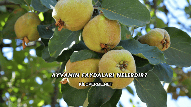 Ayvanın Faydaları Nelerdir?