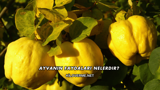 Ayvanın Faydaları Nelerdir?