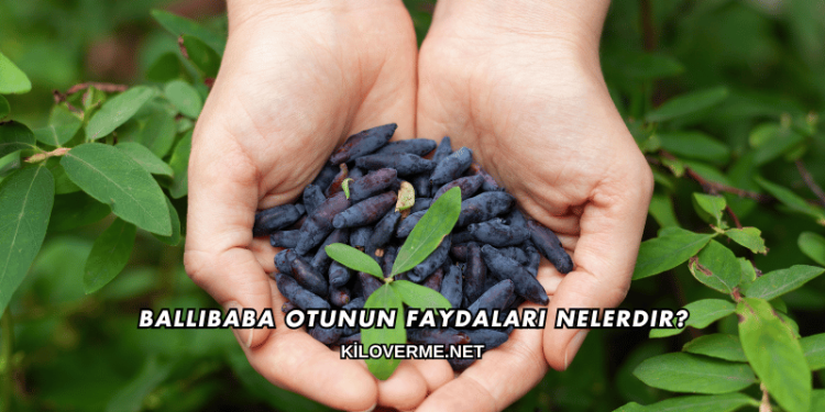 Ballıbaba Otunun Faydaları Nelerdir?
