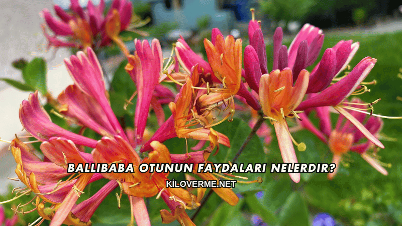Ballıbaba Otunun Faydaları Nelerdir?
