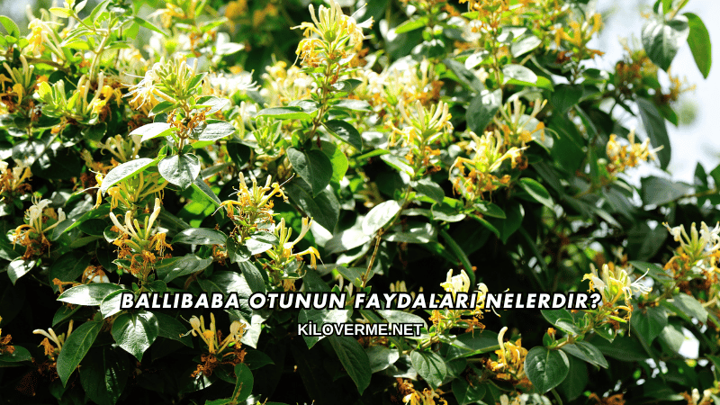 Ballıbaba Otunun Faydaları Nelerdir?