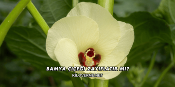 Bamya Çiçeği Zayıflatır mı?