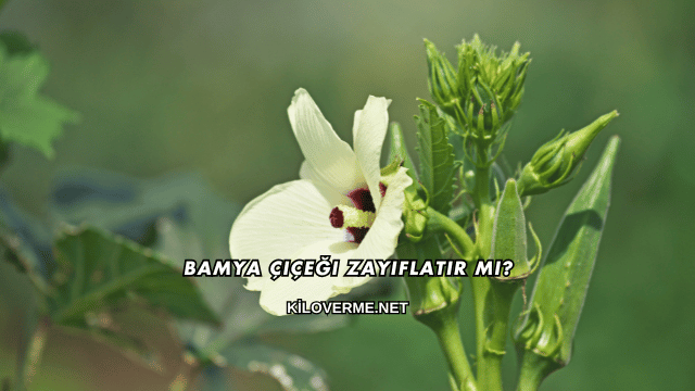 Bamya Çiçeği Zayıflatır mı?