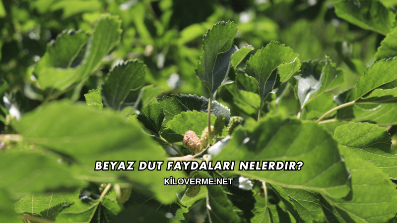 Beyaz Dut Faydaları Nelerdir?