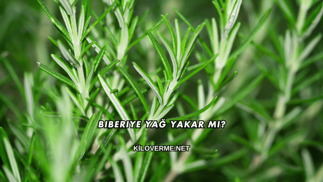 Biberiye Yağ Yakar mı?