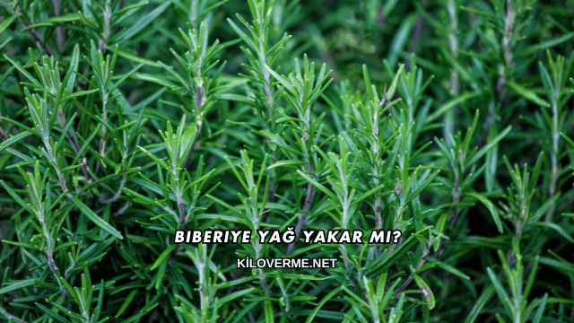 Biberiye Yağ Yakar mı?
