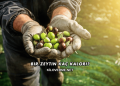 Bir Zeytin Kaç Kalori?