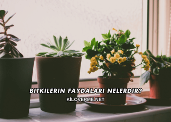 Bitkilerin Faydaları Nelerdir?