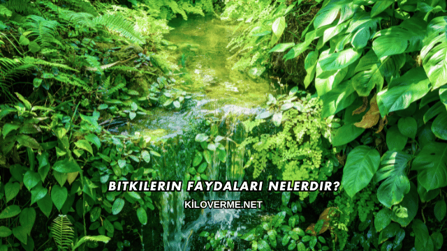Bitkilerin Faydaları Nelerdir?