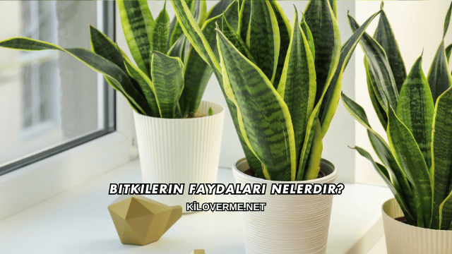 Bitkilerin Faydaları Nelerdir?