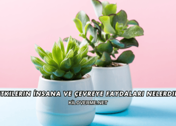 Bitkilerin İnsana ve Çevreye Faydaları Nelerdir?