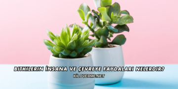 Bitkilerin İnsana ve Çevreye Faydaları Nelerdir?