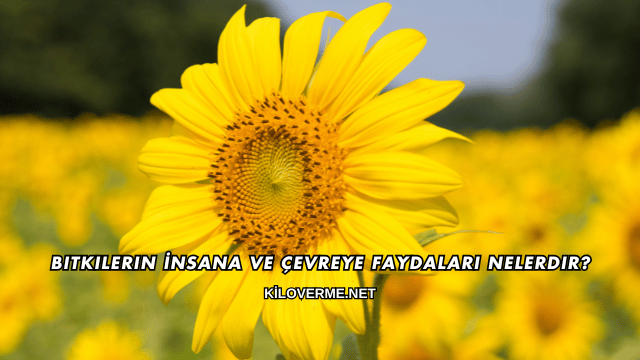 Bitkilerin İnsana ve Çevreye Faydaları Nelerdir?