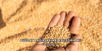 Buğday Bağırsakları Çalıştırır mı?