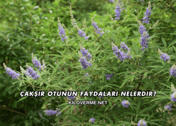 Çakşır Otunun Faydaları Nelerdir?