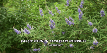 Çakşır Otunun Faydaları Nelerdir?