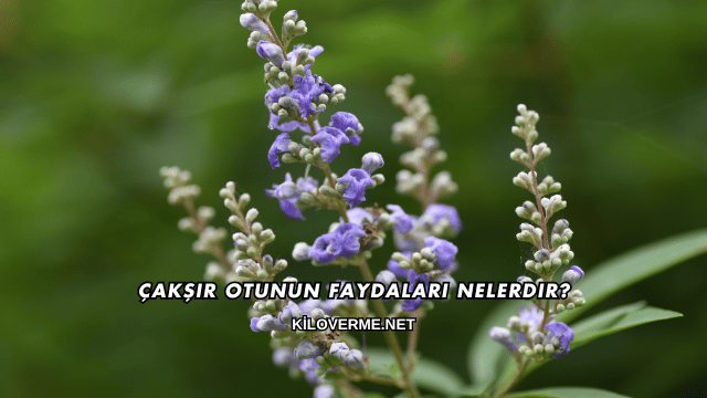 Çakşır Otunun Faydaları Nelerdir?