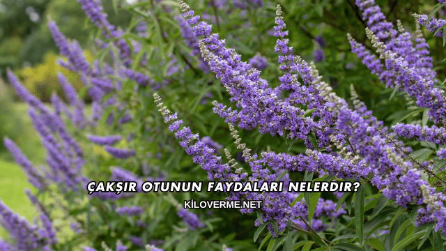 Çakşır Otunun Faydaları Nelerdir?