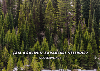 Çam Ağacının Zararları Nelerdir?