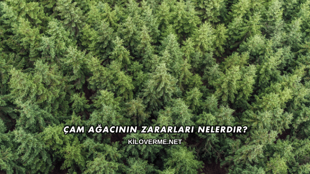 Çam Ağacının Zararları Nelerdir?