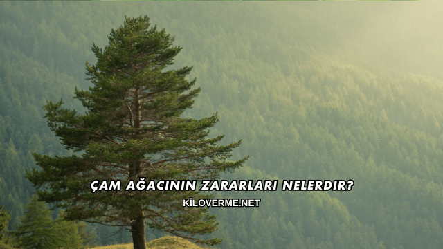 Çam Ağacının Zararları Nelerdir?