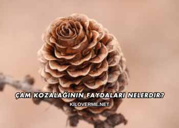Çam Kozalağının Faydaları Nelerdir?