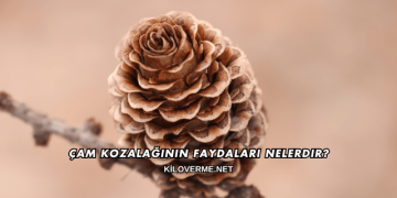 Çam Kozalağının Faydaları Nelerdir?