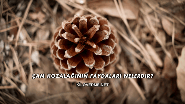 Çam Kozalağının Faydaları Nelerdir?