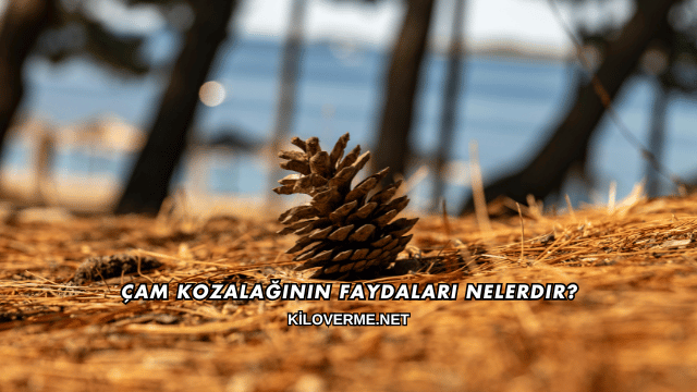 Çam Kozalağının Faydaları Nelerdir?
