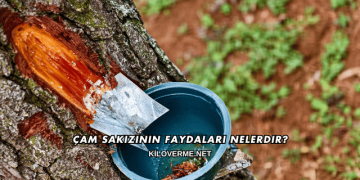 Çam Sakızının Faydaları Nelerdir?