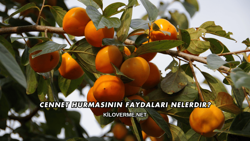 Cennet Hurmasının Faydaları Nelerdir?