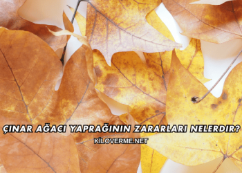 Çınar Ağacı Yaprağının Zararları Nelerdir?