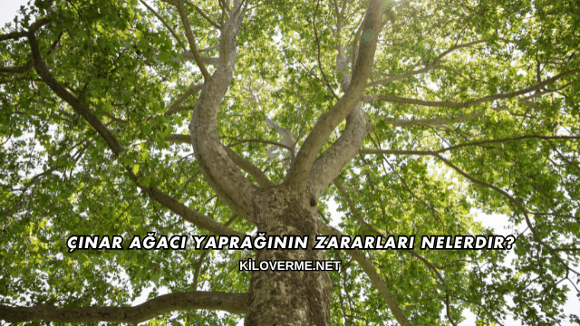 Çınar Ağacı Yaprağının Zararları Nelerdir?